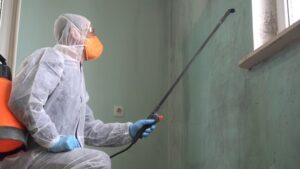 Mold Removal 